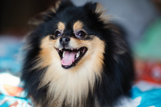 Insights into the barking signals of an Affenpinscher.