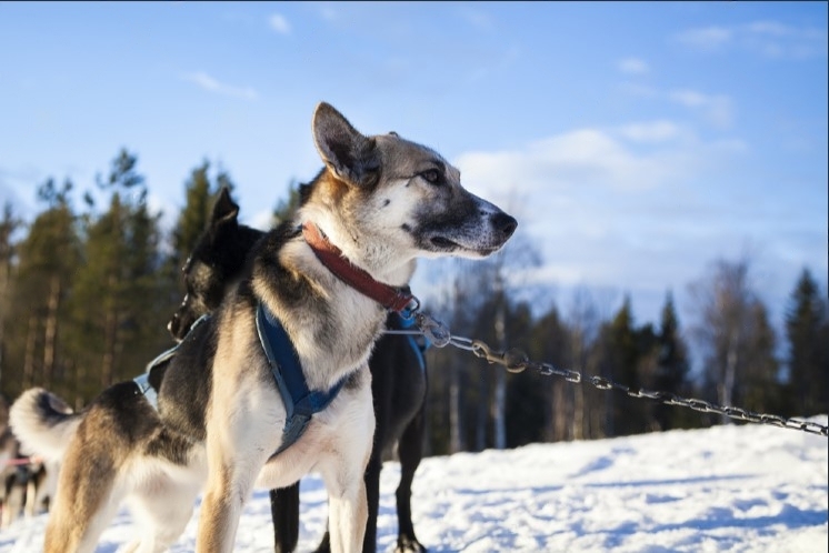 Alaskan Husky Breeding Standards and Genetic Diversity