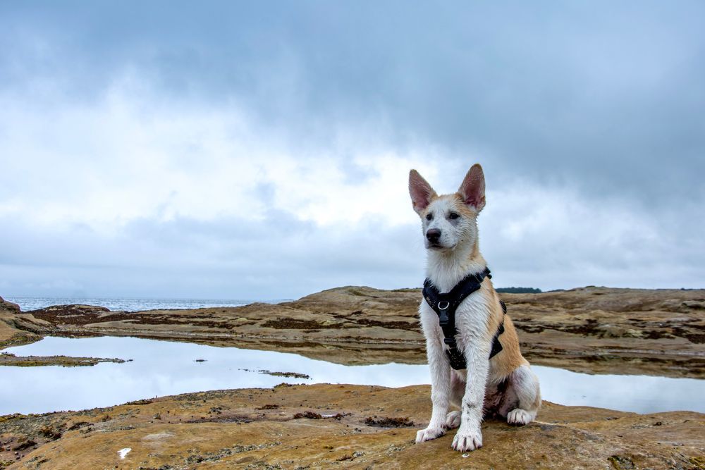 Alaskan Husky Dog Breed