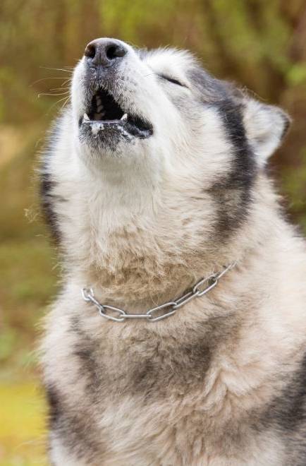 Responsible Breeding Practices