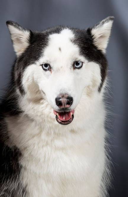 The Importance of Breeding Standards