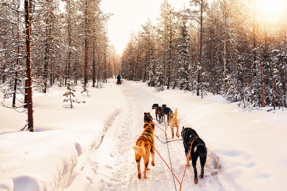 Understanding Alaskan Huskies